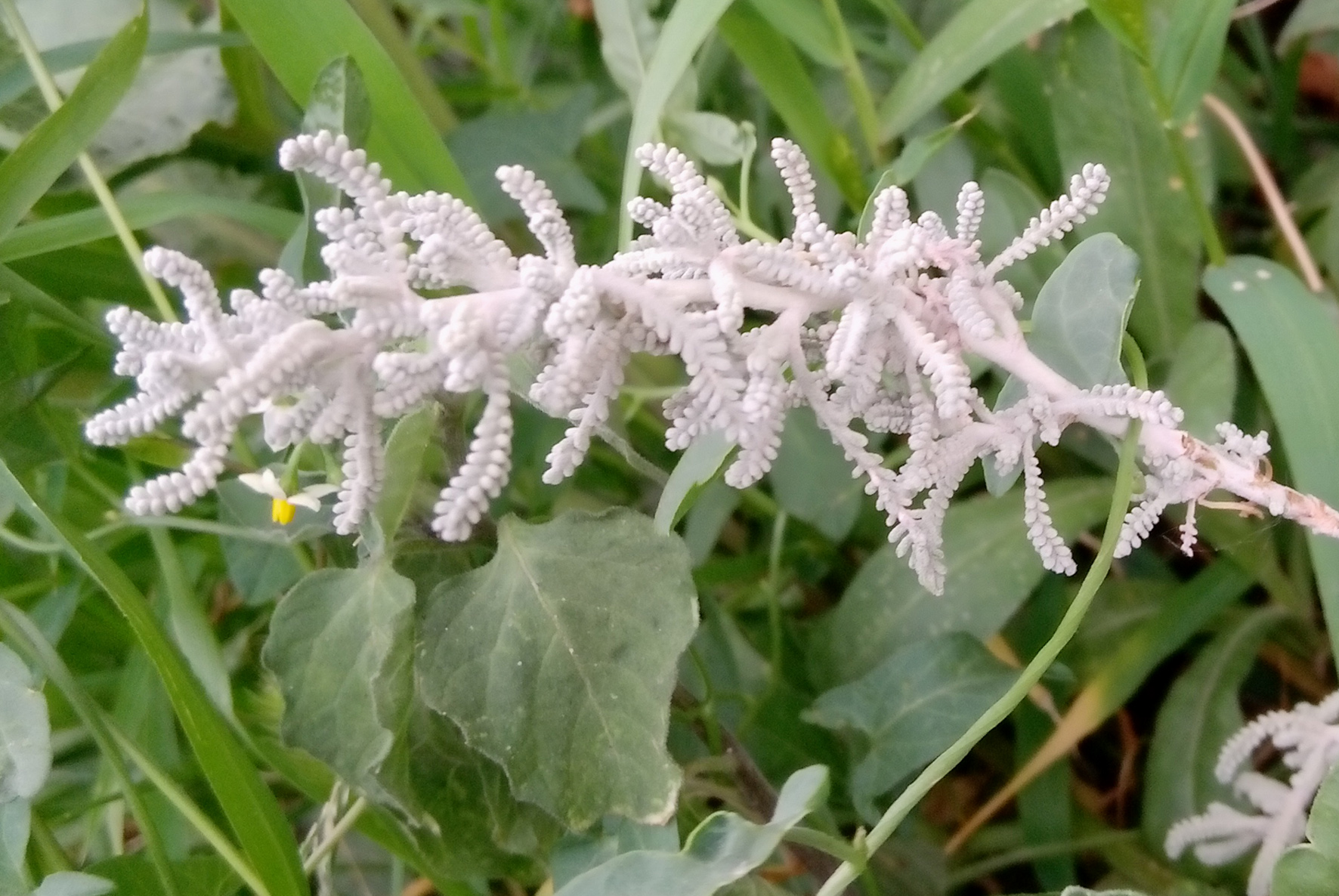 AERVA JAVANICA - cespuglio di kapok